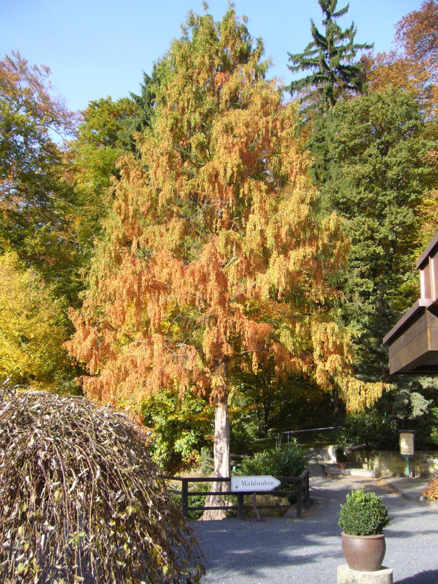 Romantik Waldhotel Mangold Bergisch Gladbach Eksteriør billede